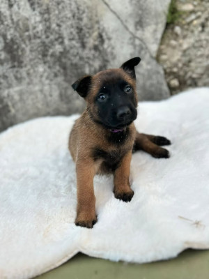 Vaiana